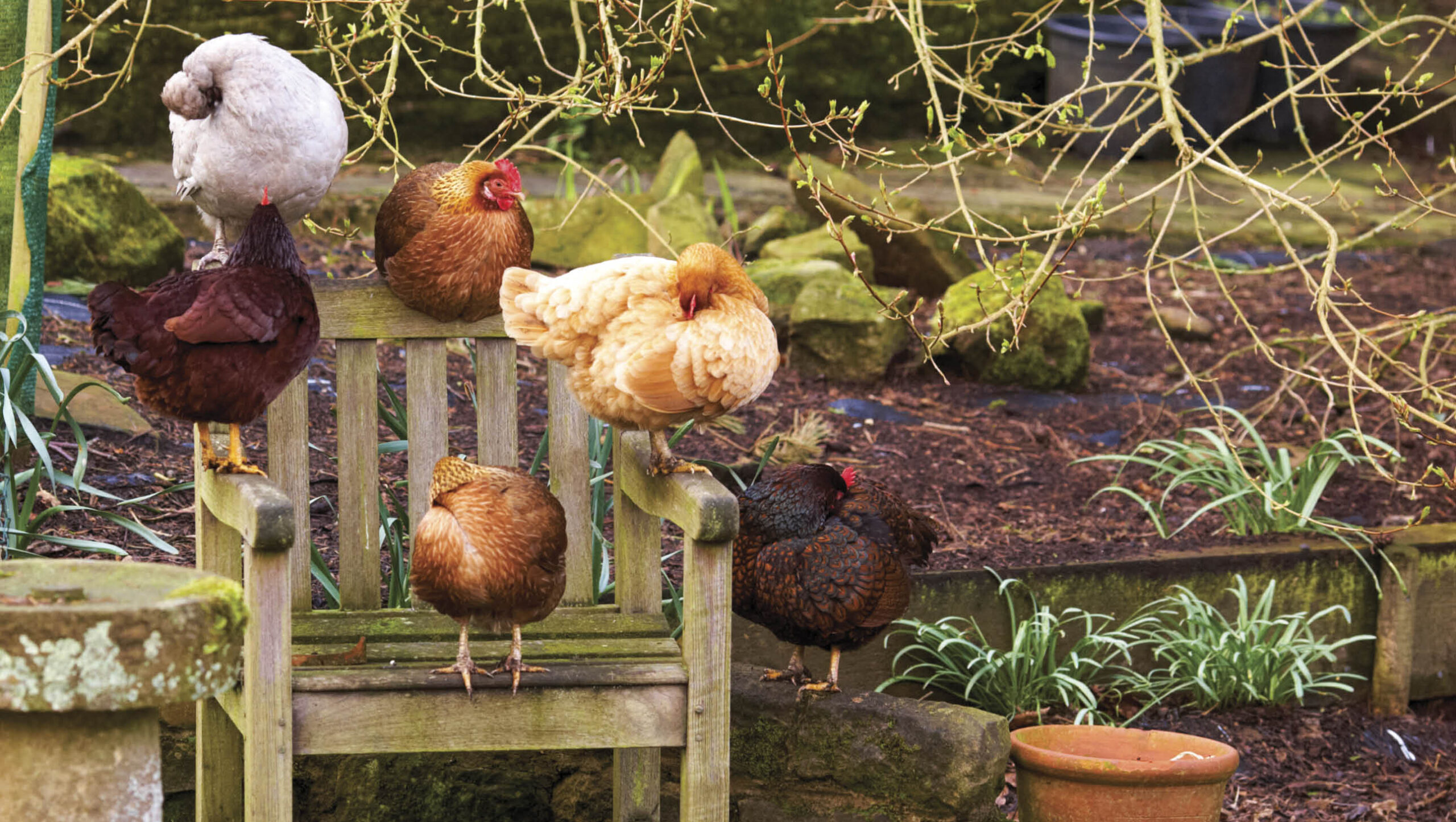 Contented chooks.